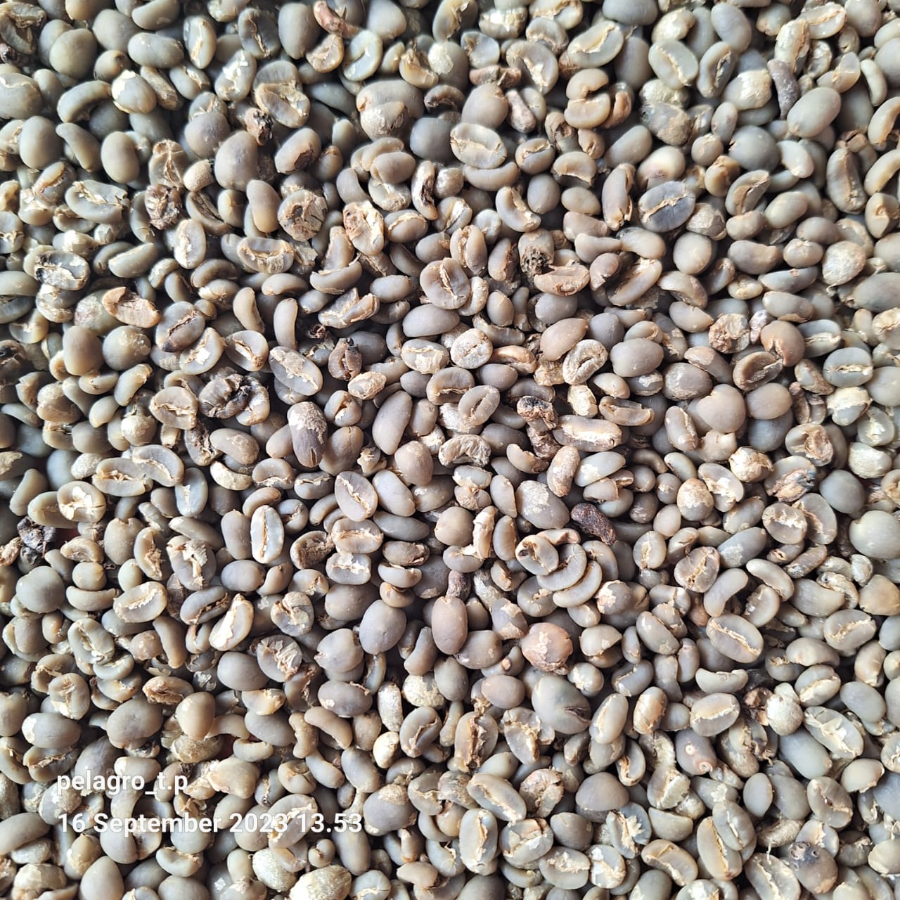 Green Beans Coffee